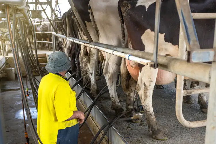 Fourth view of Homely rural property listing, 282 & 350 Newtons Road, Dumaresq Island NSW 2430