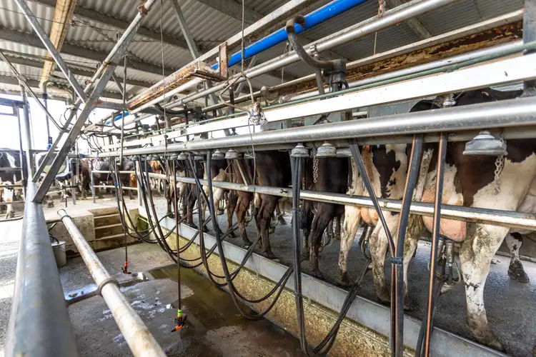 Fifth view of Homely rural property listing, 282 & 350 Newtons Road, Dumaresq Island NSW 2430