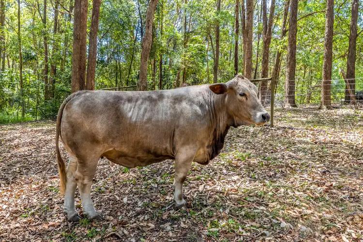Seventh view of Homely land listing, Lot 1 722 Diddillibah Road, Diddillibah QLD 4559