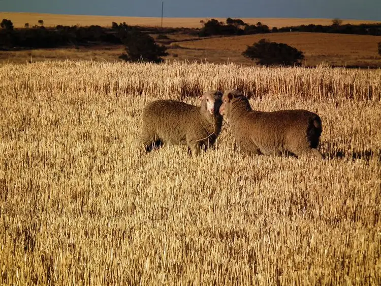 Second view of Homely rural property listing, Pcs 1-3 & 7-9 Hundred of Dixson, Port Neill SA 5604