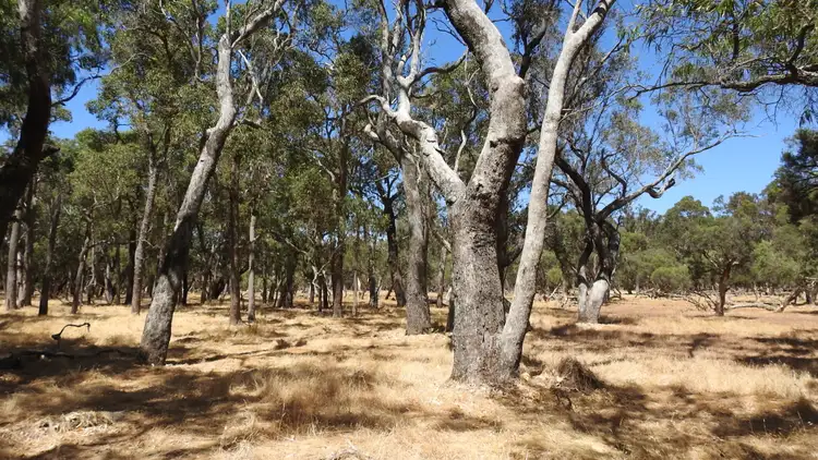 Third view of Homely rural property listing, Lot 10 Marbellup Road (Jindong), Busselton WA 6280