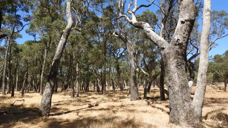 Sixth view of Homely rural property listing, Lot 10 Marbellup Road (Jindong), Busselton WA 6280