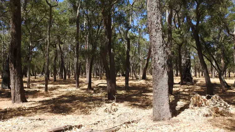 Seventh view of Homely rural property listing, Lot 10 Marbellup Road (Jindong), Busselton WA 6280