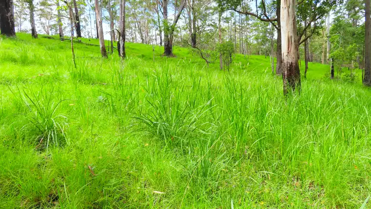 Third view of Homely rural property listing, Lot 260 Bellthorpe Road, Conondale QLD 4552