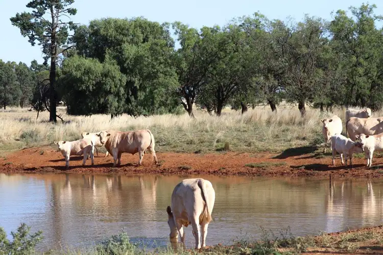 Fourth view of Homely rural property listing, 'Brigadoon' 916 Talleeban Road, Weethalle NSW 2669