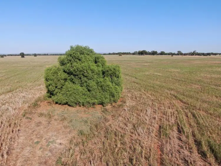 Fifth view of Homely rural property listing, 'Brigadoon' 916 Talleeban Road, Weethalle NSW 2669