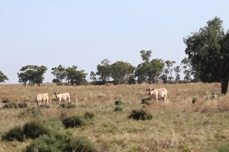 Seventh view of Homely rural property listing, 'Brigadoon' 916 Talleeban Road, Weethalle NSW 2669