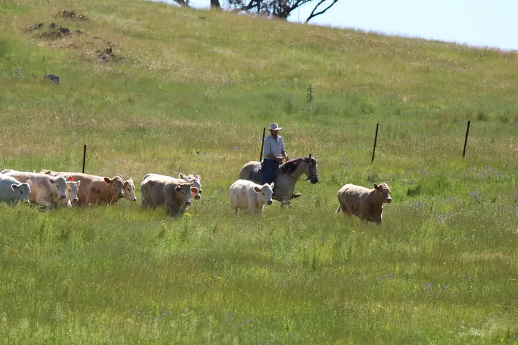 Fourth view of Homely rural property listing, 1671 Lower Piambong Road, Mudgee NSW 2850