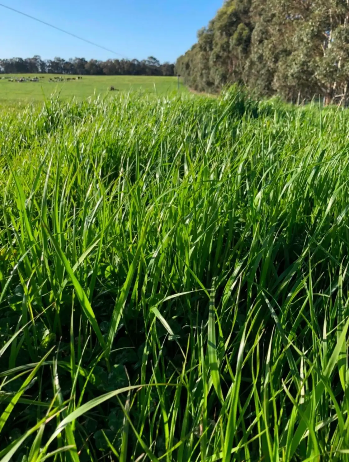 Main view of Homely rural property listing, 33940 Albany Highway, Narrikup WA 6326