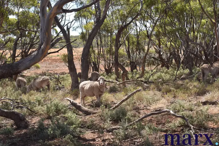Fourth view of Homely rural property listing, Sec 290 Angle Road, Sutherlands SA 5374