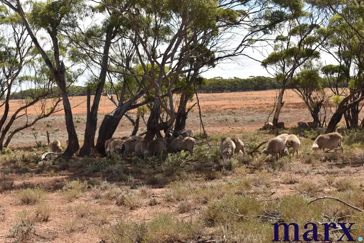 Fifth view of Homely rural property listing, Sec 290 Angle Road, Sutherlands SA 5374