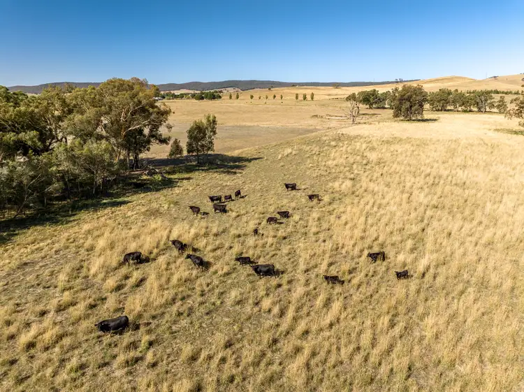 Main view of Homely rural property listing, 'Karringal' 144 Waverley Road, Mangoplah NSW 2652