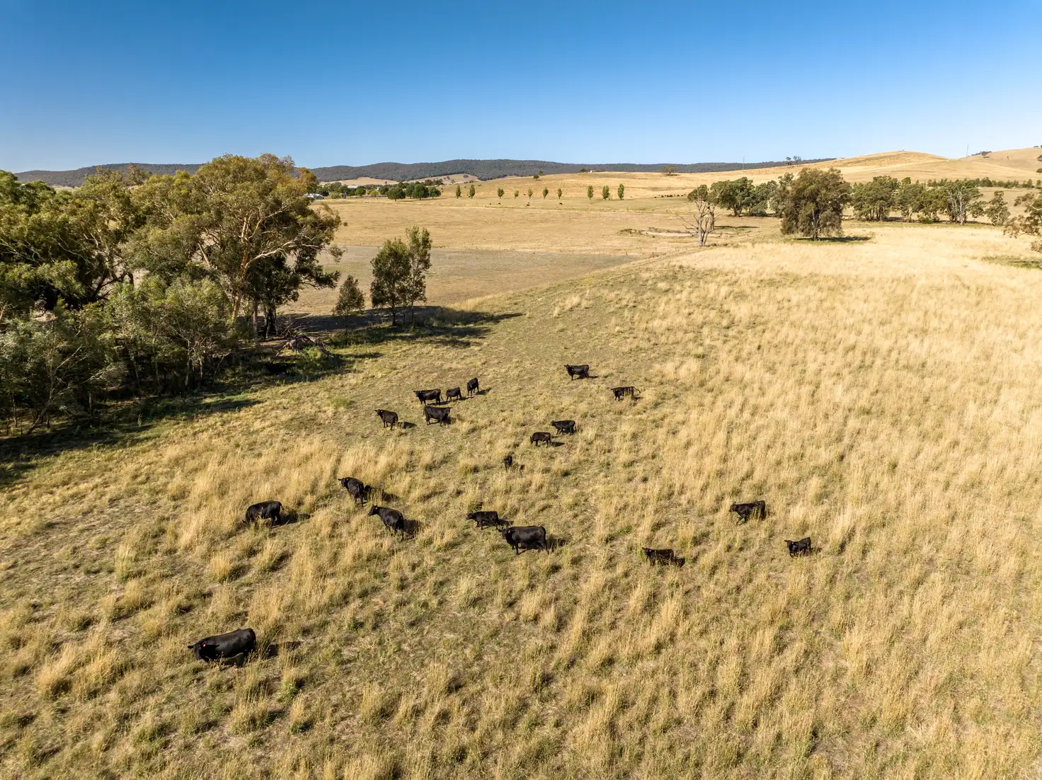 Main view of Homely rural property listing, 'Karringal' 144 Waverley Road, Mangoplah NSW 2652