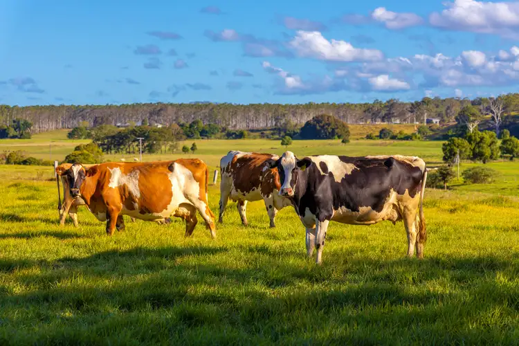 Fourth view of Homely rural property listing, 191-193 Tarrumbi Way, Kolodong NSW 2430