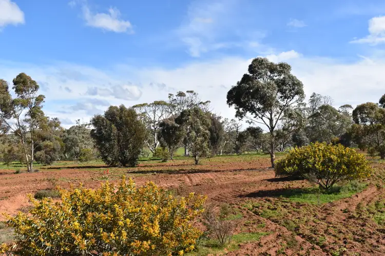 1504 Pine Hut Road, Sedan SA 5353