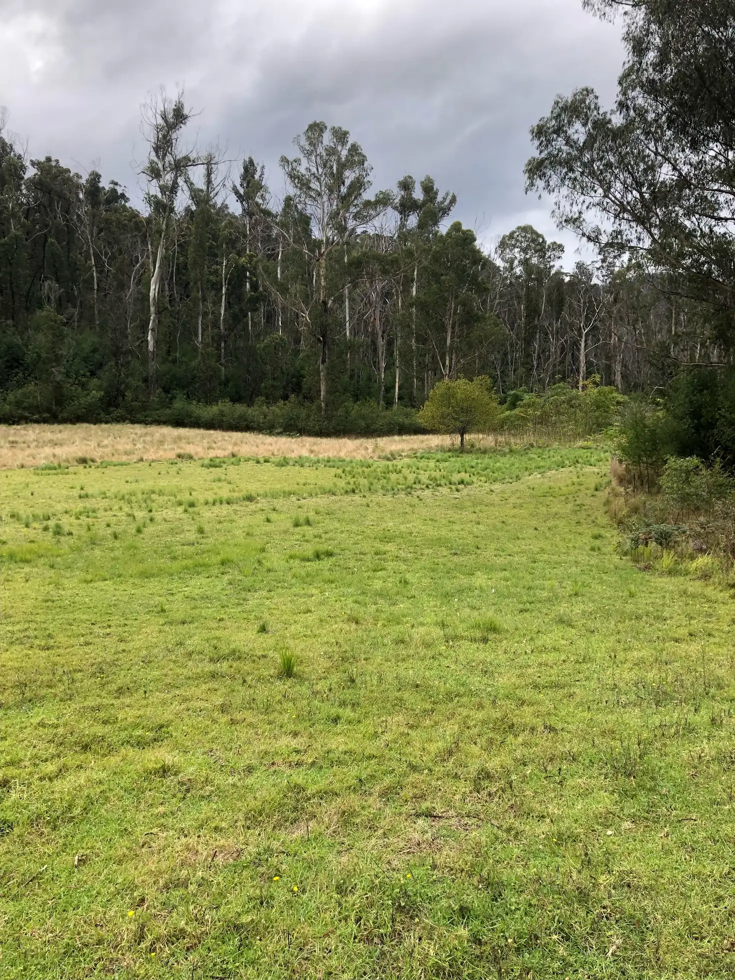 Main view of Homely rural property listing, 555 Bryces Road, Nerrigundah NSW 2545