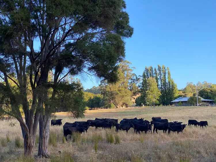 Main view of Homely rural property listing, 469 Glauders Road (Collins), Pemberton WA 6260
