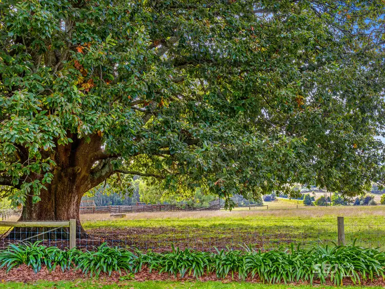 Fifth view of Homely rural property listing, 295 Toomeys Creek Road, Mardan VIC 3953