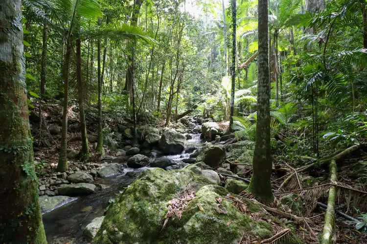Fifth view of Homely land listing, 129 Rykers Road, Cape Tribulation, Daintree QLD 4873