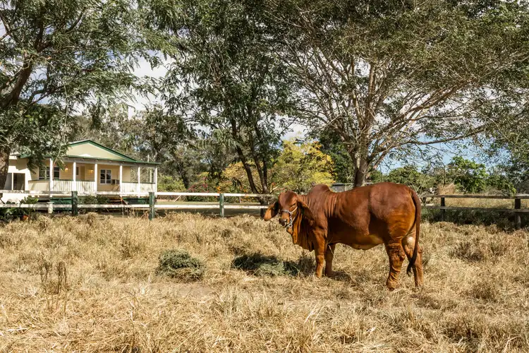 Main view of Homely house listing, 796 Birthamba Road, Bucca QLD 4670