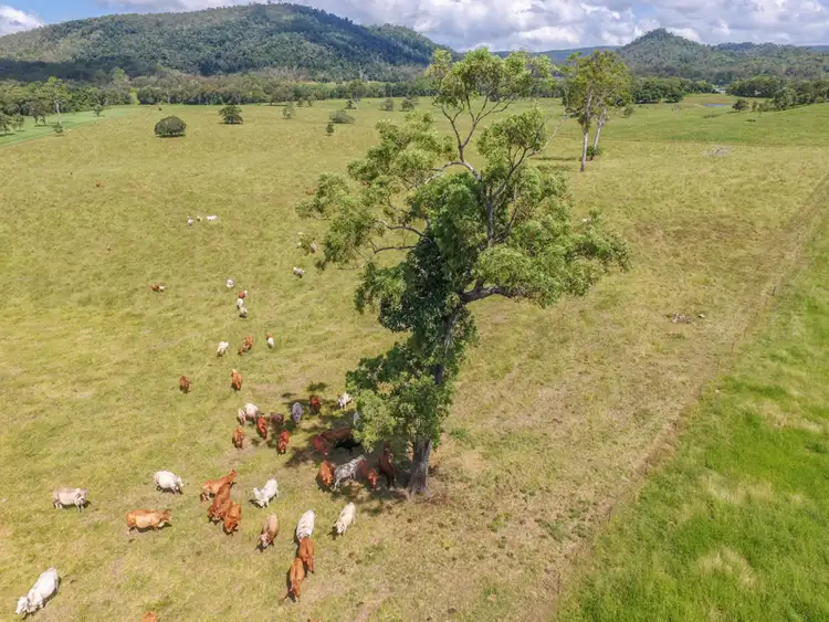 Seventh view of Homely rural property listing, 675 Cone Creek Road, Koumala QLD 4738