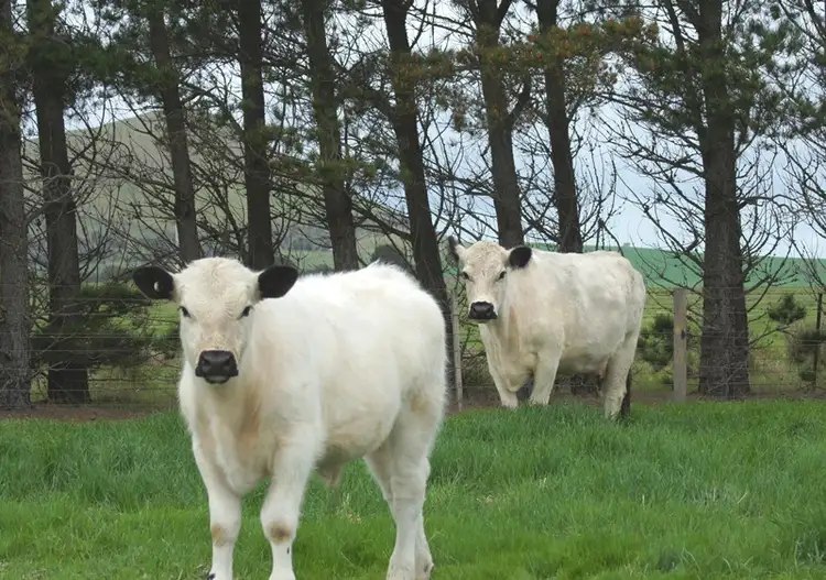 Second view of Homely rural property listing, Address available on request