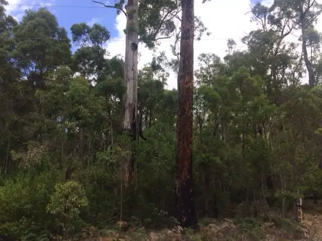 Lot 59 Karri Lane, Quinninup WA 6258