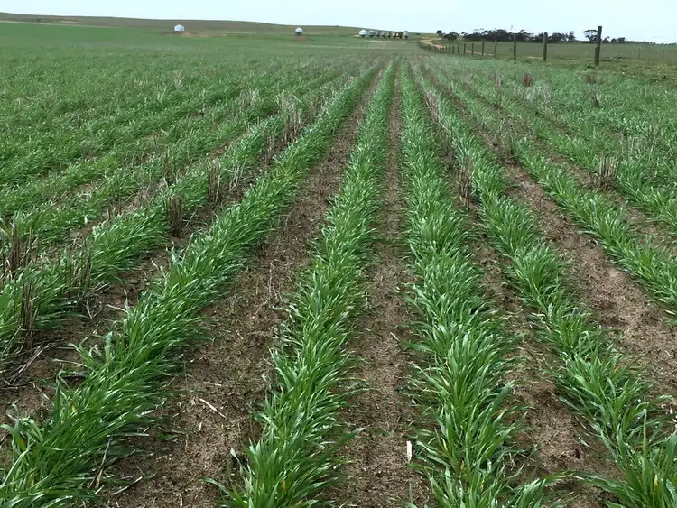 Third view of Homely rural property listing, "Harris" Secs 7, 8 & 27 Hd of Mangalo, Cleve SA 5640