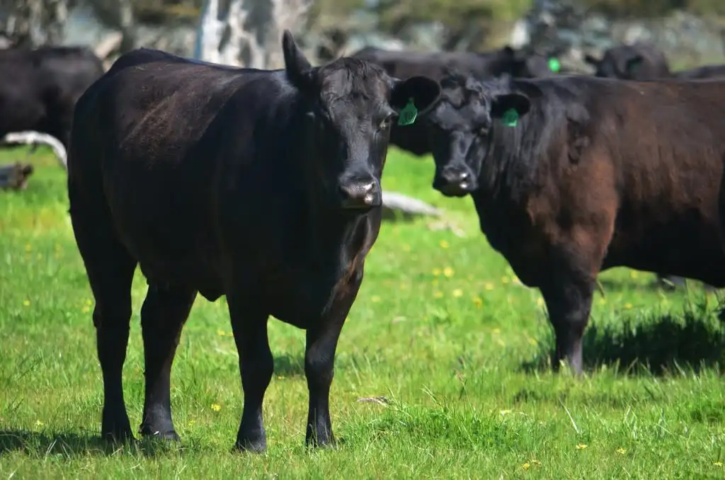 Main view of Homely rural property listing, Sec 57,109,213 Lake Hawdon Road, Robe SA 5276