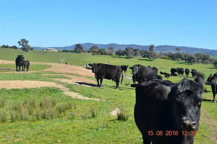 Main view of Homely rural property listing, 304 Brungle Road, Tumut NSW 2720