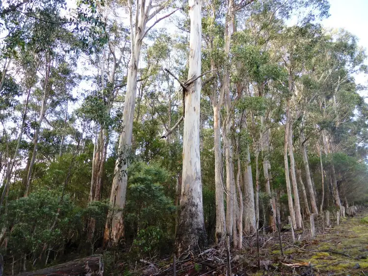Sixth view of Homely land listing, Lot 1 Hanlons Road, Ellendale TAS 7140