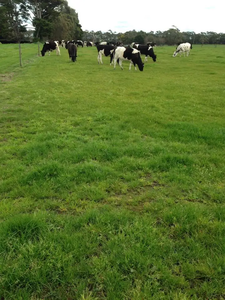 Seventh view of Homely rural property listing, 489 Howards Road, Garvoc VIC 3265