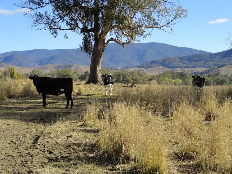 Fifth view of Homely rural property listing, 1817 Gundowring Road, Gundowring VIC 3691