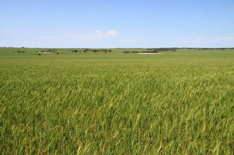 Seventh view of Homely rural property listing, 1488 Mt Vernon Road, Newdegate WA 6355