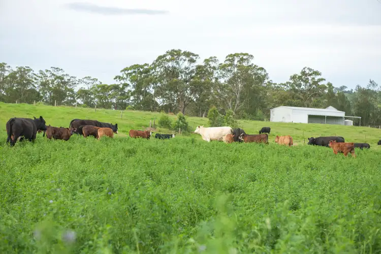 202 Torryburn Road, Vacy NSW 2421