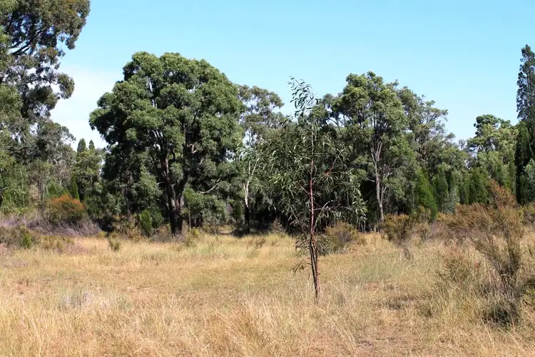 Seventh view of Homely rural property listing, 797 Ridge Rd, Mudgee NSW 2850