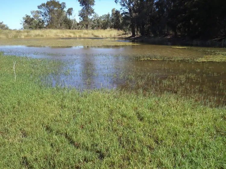 Fourth view of Homely rural property listing, 14635 "Camilaroi", Condamine QLD 4416