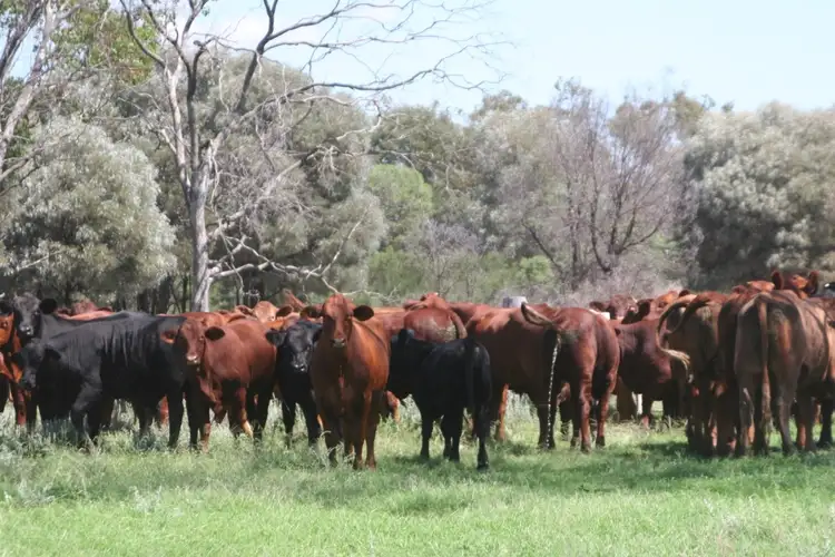 " Karinya ", Hannaford QLD 4406