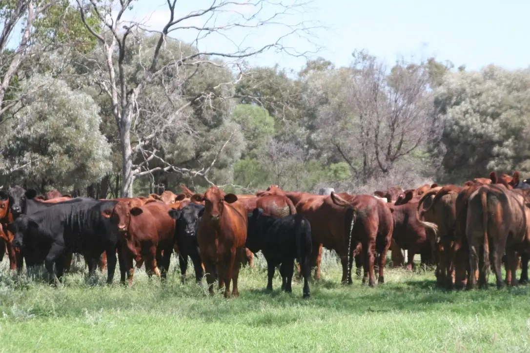 Main view of Homely rural property listing, " Karinya ", Hannaford QLD 4406