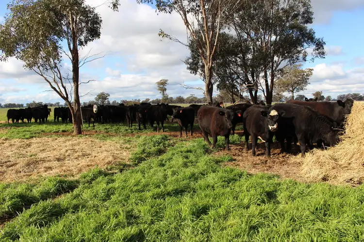 Third view of Homely rural property listing, 2466 Mulwala / Corowa Road, Mulwala NSW 2647