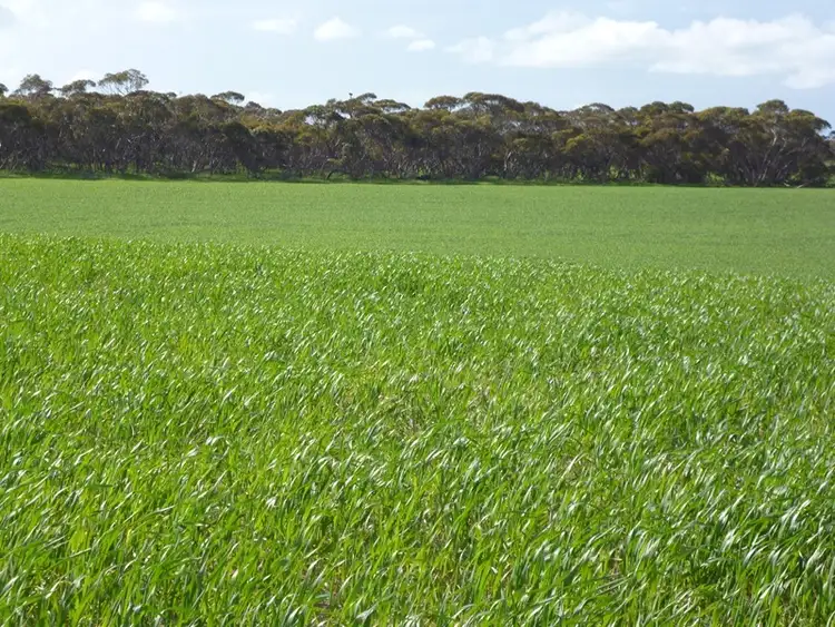 Fourth view of Homely rural property listing, Sect 519 Flagstaff Rd, Murray Bridge SA 5253
