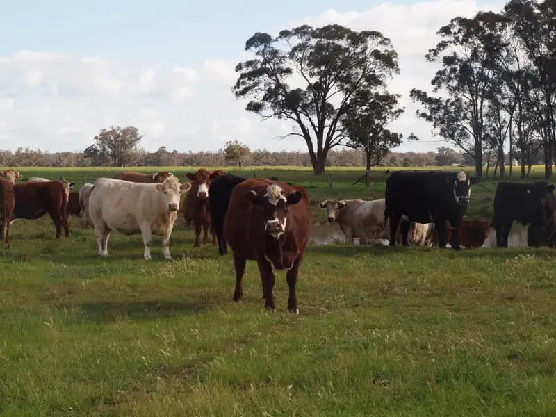 Main view of Homely rural property listing, - Yallambi, Bribbaree NSW 2594