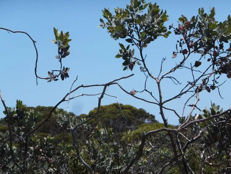 Fourth view of Homely land listing, 103 Whale Bay Drive, Hopetoun WA 6348