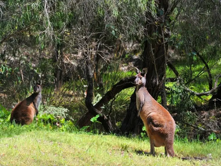 Fourth view of Homely land listing, Lot 4 Cornerstone Way, Quedjinup WA 6281