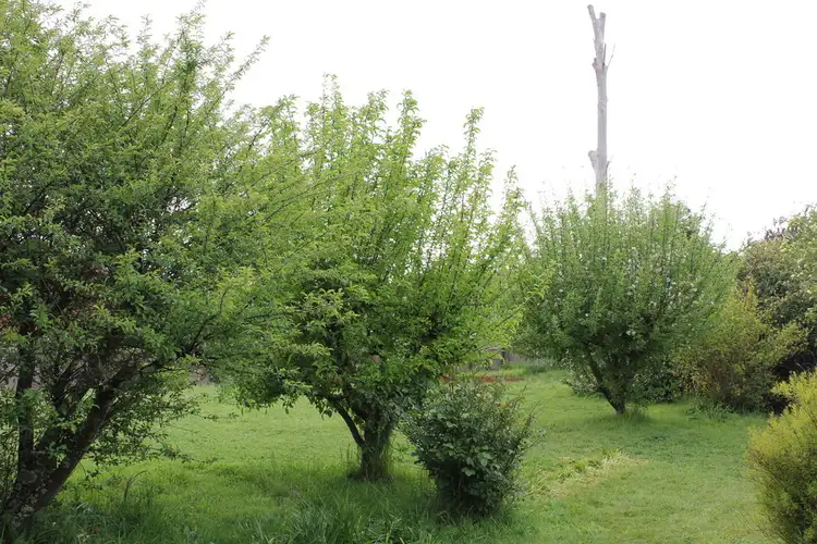 Fifth view of Homely land listing, 43 Taylor Street, Westbury TAS 7303