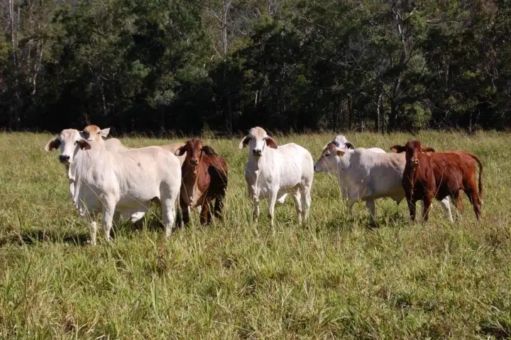 Third view of Homely rural property listing, 126 Baker's Road, Mount Molloy QLD 4871