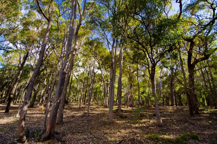 Seventh view of Homely land listing, Lot 19 Rapida Rise, Yallingup WA 6282