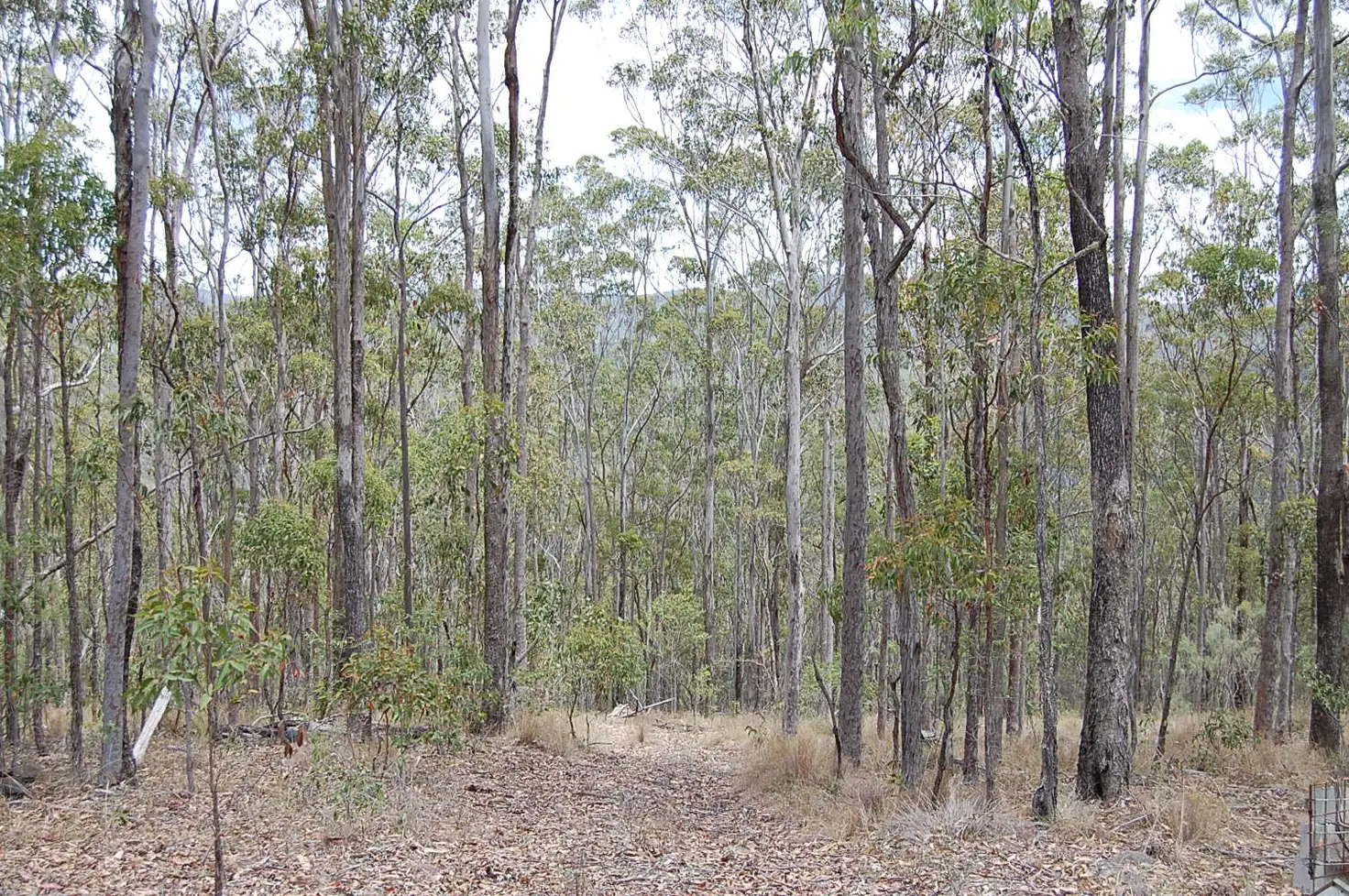 Main view of Homely rural property listing, Lot 70 Fairfield Road, Drake NSW 2469