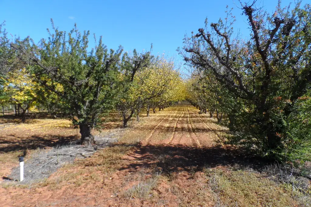 Main view of Homely land listing, 1 & 2 Tarcoola Street, Renmark SA 5341