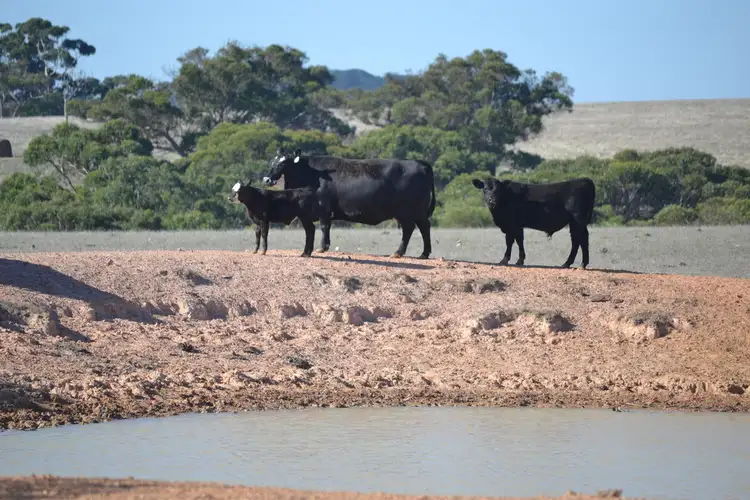 Sixth view of Homely rural property listing, 844 Harriet Road, Newland SA 5223